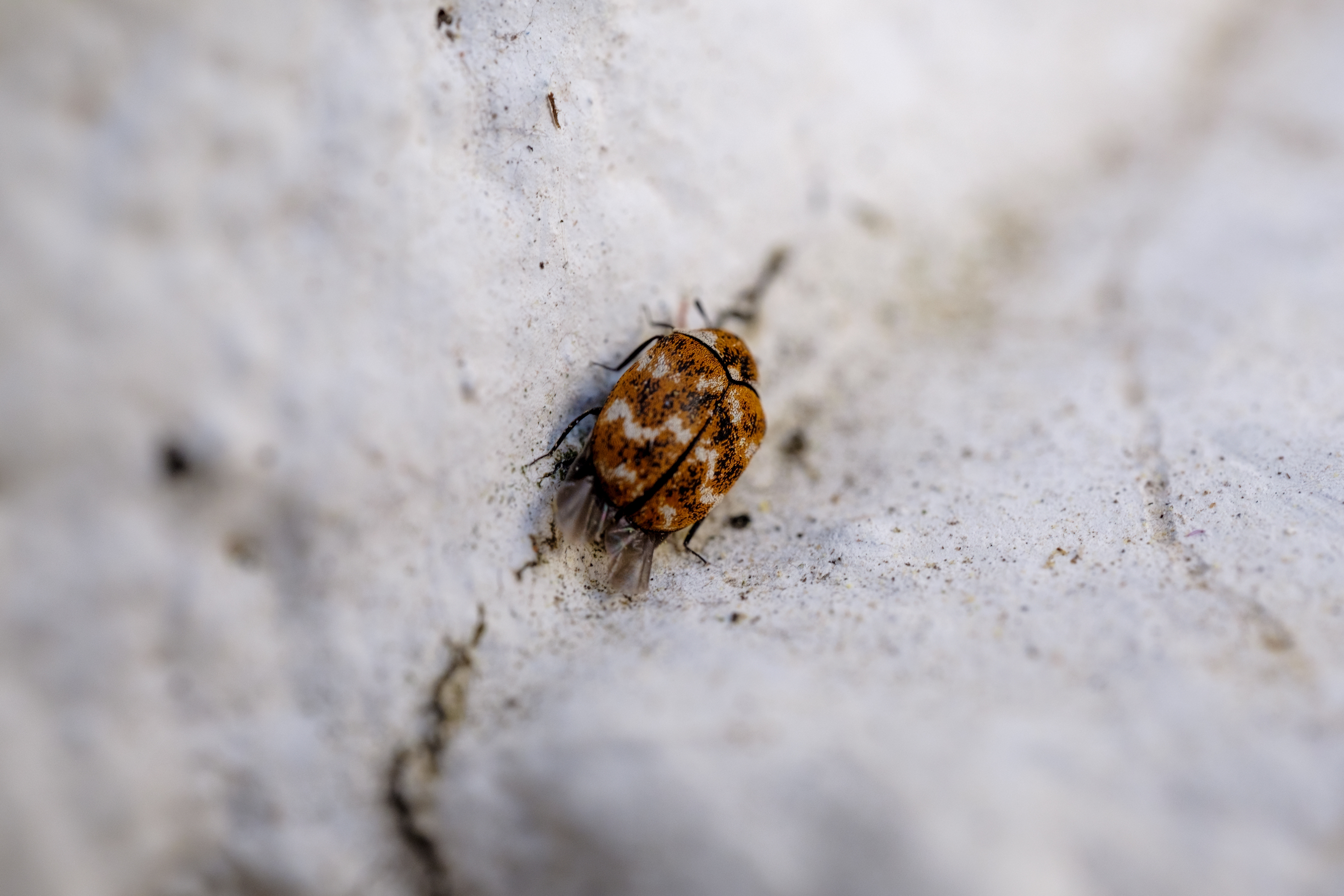 closeup-brown-flea-white-wood-against-blurry-background.jpg