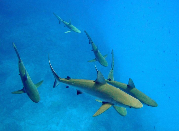 Фото: NOAA/Wikipedia
