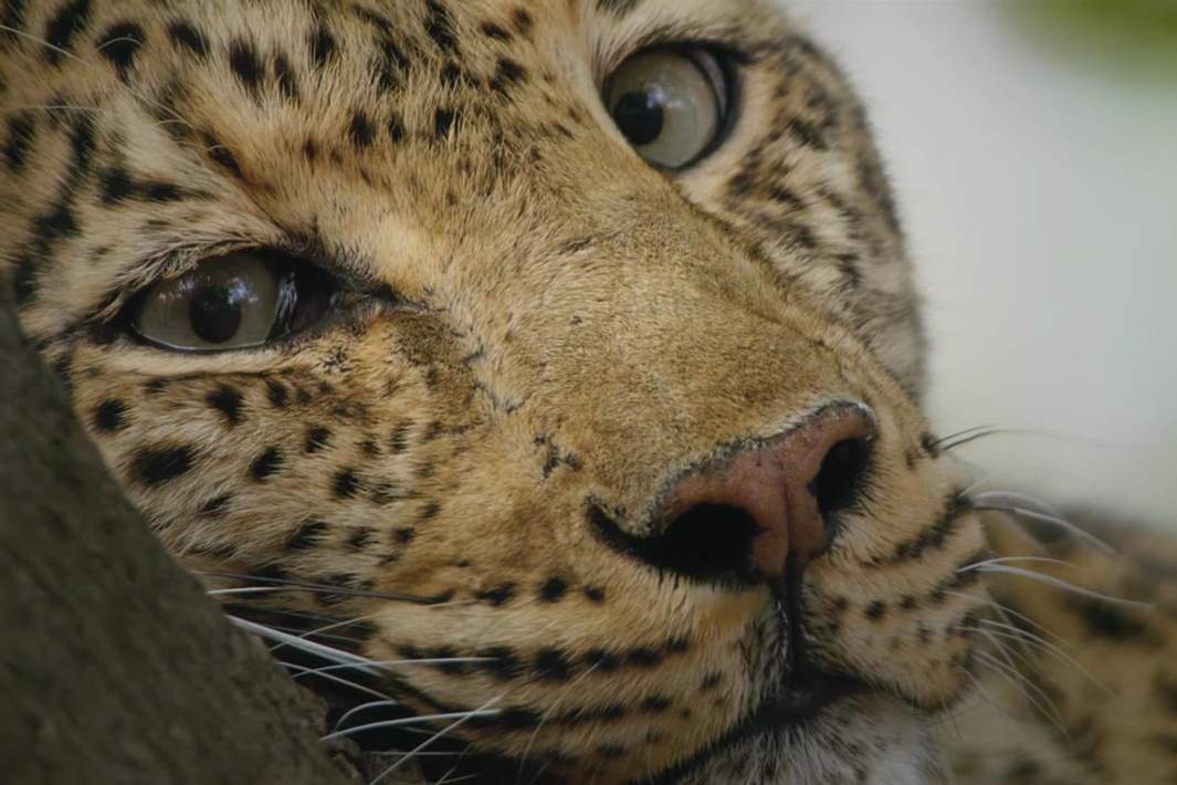 жирафы в природе. союз зверей 2. львица и львенок. семейство львов прайд. леопард лицо близко.