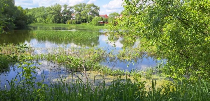 Пруд Корчагинец Саранск