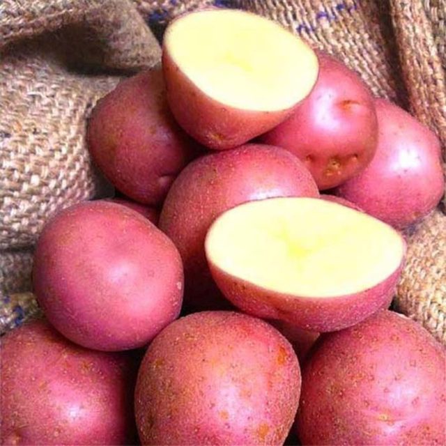 Лучшие сорта картофеля для Южного и Среднего Урала: семенного, новые, отзывы