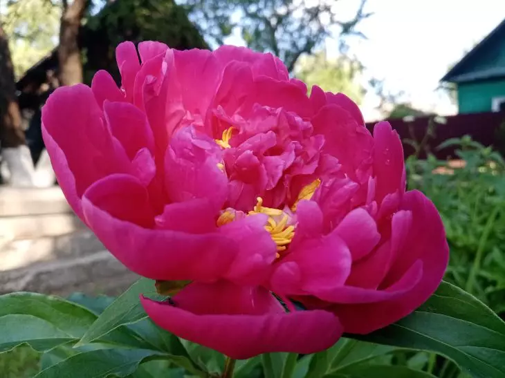 Вред пионов. Пионы фото. Пион не пышный. Peony Felicity. Пион когда будет готов.