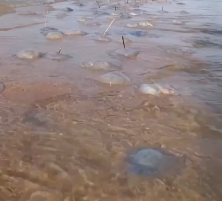 Нашествие медуз в азовском море. Нашествие медуз в азовском море. Большие медузы в азовском море. Медузы в азовском море. Нашествие медуз в черном море 2022.
