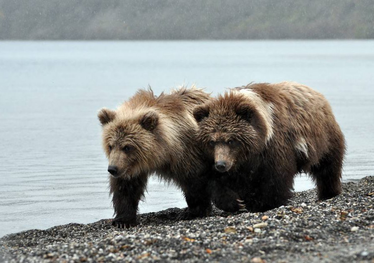 План камчатский бурый медведь. Бурый медведь Камчатки. Камчатский бурый медведь. Бурый медведь дальнего Востока. Кунашир медведи.