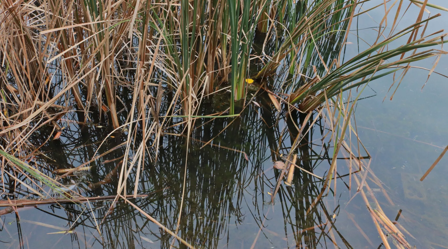 Озеро Ковалевское.