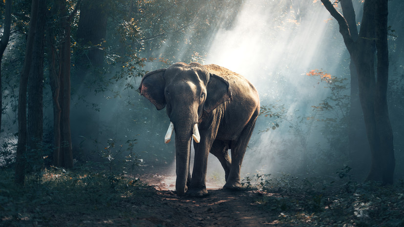 Посольство России в Индии уточняет информацию о пострадавшей от нападения слона