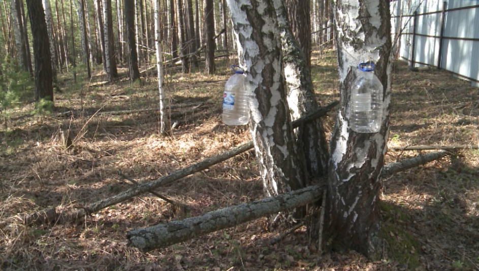 Уральцы отправляются в леса за берёзовым соком