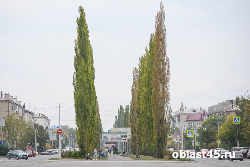 Новые пирамидальные тополя появятся на центральной улице Шадринска