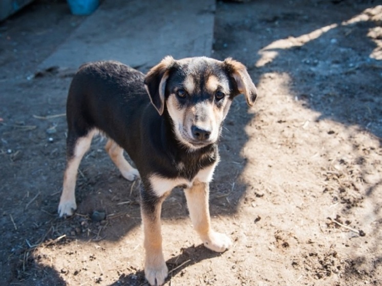 Застрявшего между гаражами щенка спасли полицейские в Астрахани