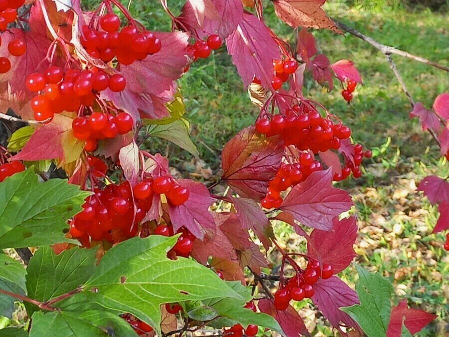 Амур сентября. СНТ красная Калина. Калина почки. Декоративная Калина почки. Калина красная поезд