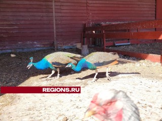 Павлинов, фазанов и других экзотических птиц можно увидеть на ферме под Серпуховом