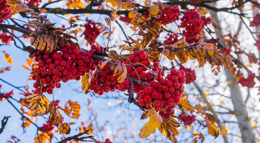 Стала сладкою рябина. Стала сладкою рябина. Sorbus aucuparia дерево. Рябина обыкновенная sorbus aucuparia. Рябина арнольда голден вандер.
