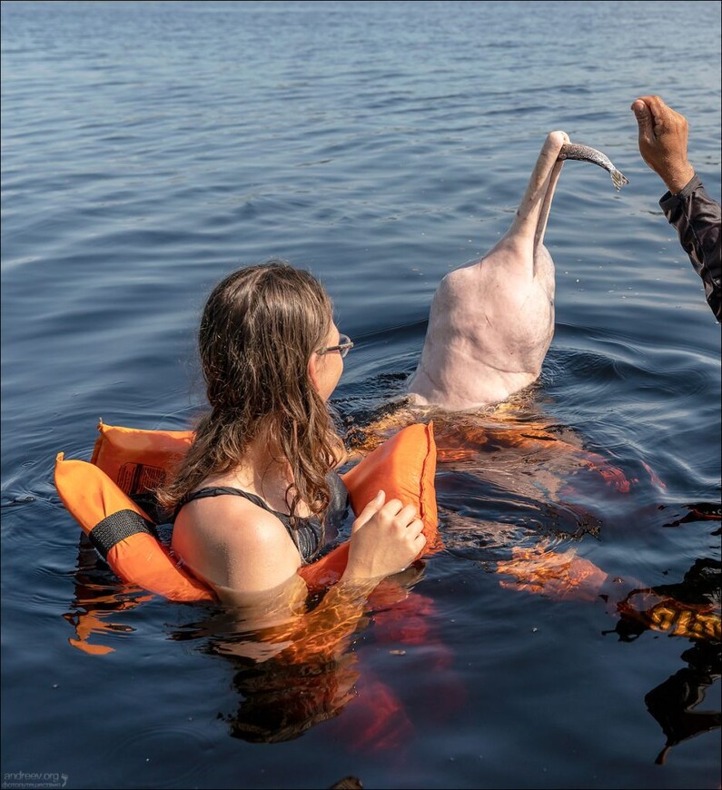 Розовые дельфины Черной реки
