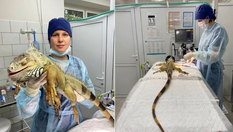 В зеленоградскую ветклинику принесли игуану, бросавшуюся на своё отражение в зеркале