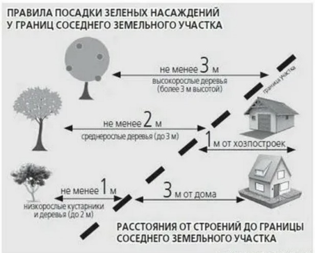 Снип посадка деревьев и кустарников нормы. Схема посадки дерна для живой изгороди. Схема посадки садозащитных насаждений. Расстояние между деревом и кустарником. Расстояние между насаждениями.