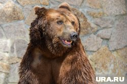 Медведь решил не конфликтовать с туристом (архивное фото)