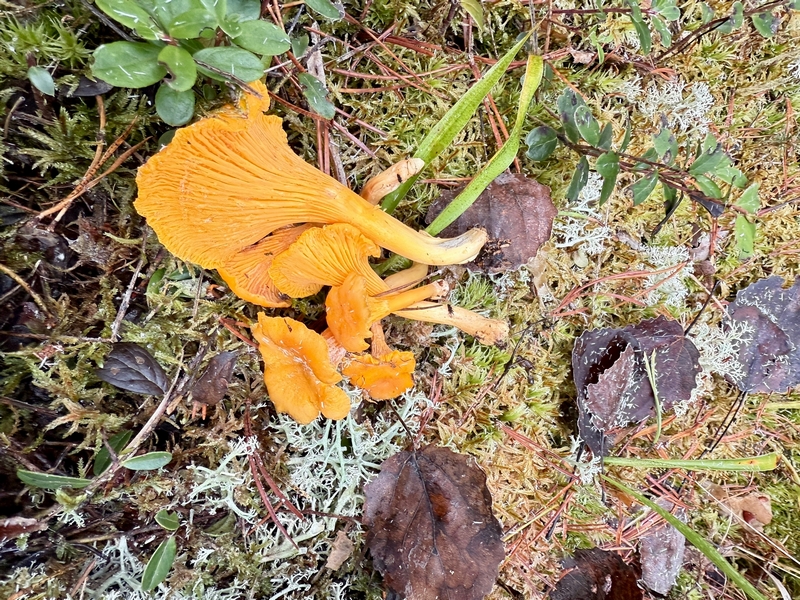 «Грибное утро»: лесная прогулка принесла ректору ВГЭИ богатый грибной улов