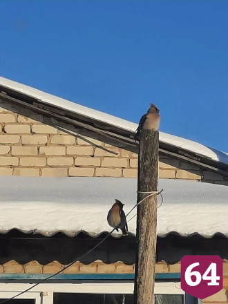 Саратовцы в крещенские морозы устраивают «птичьи столовые»