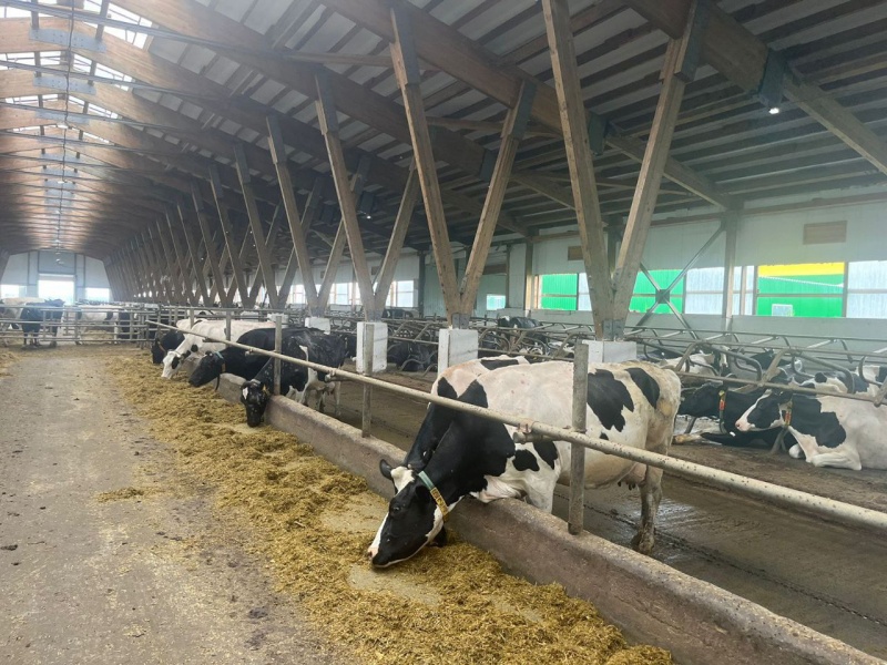 В Кузбассе хотят увеличить производство говядины