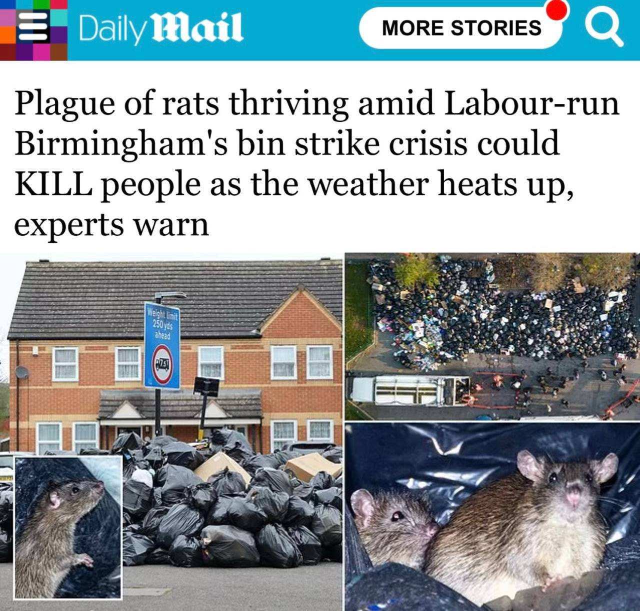 Эксперты предупреждают: в Британии крысы «размера с кошку» буквально убьют людей | Русская весна