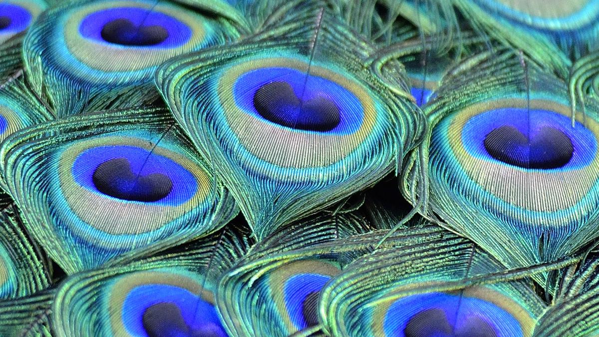 Павлиньи перья