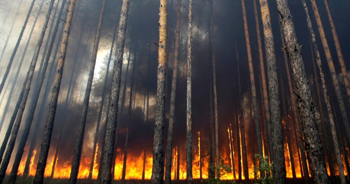 За сутки в лесах Иркутской области потушили шесть пожаров 