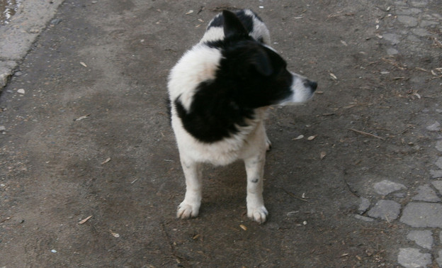 За год собаки покусали больше 800 кировчан. Почему не оборудуют площадки для выгула?