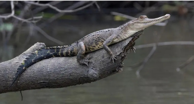 Африканскому узкорылому крокодилу (Mecistops leptorhynchus), открытому учеными только в 2018 году, уже может угрожать скорое вымирание