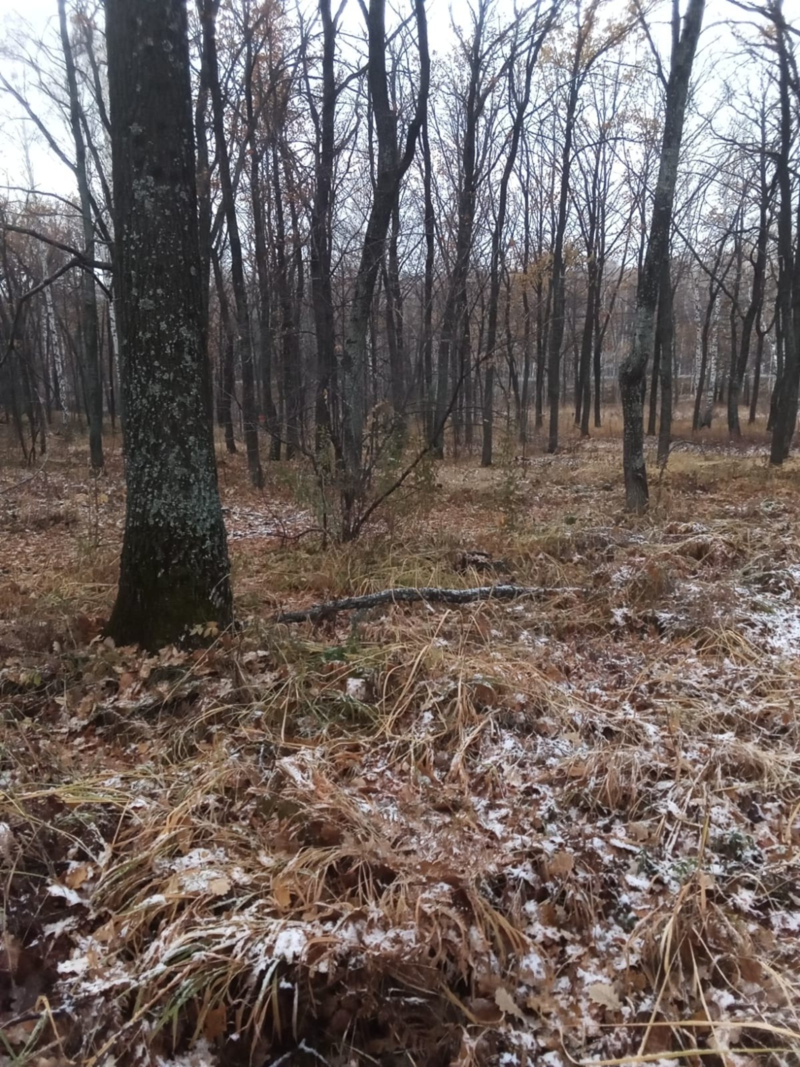 минлесхоз РБ torgi.gov.ru