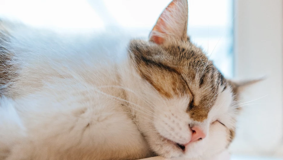 Котокафе 