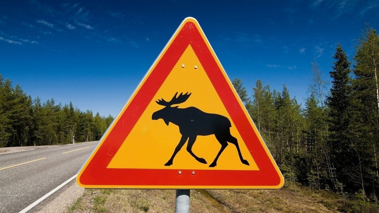 Осторожно олени. Знак осторожно лоси. Дорожный знак Лось. Знак Дикие животные. Дорожный знак Дикие животные.