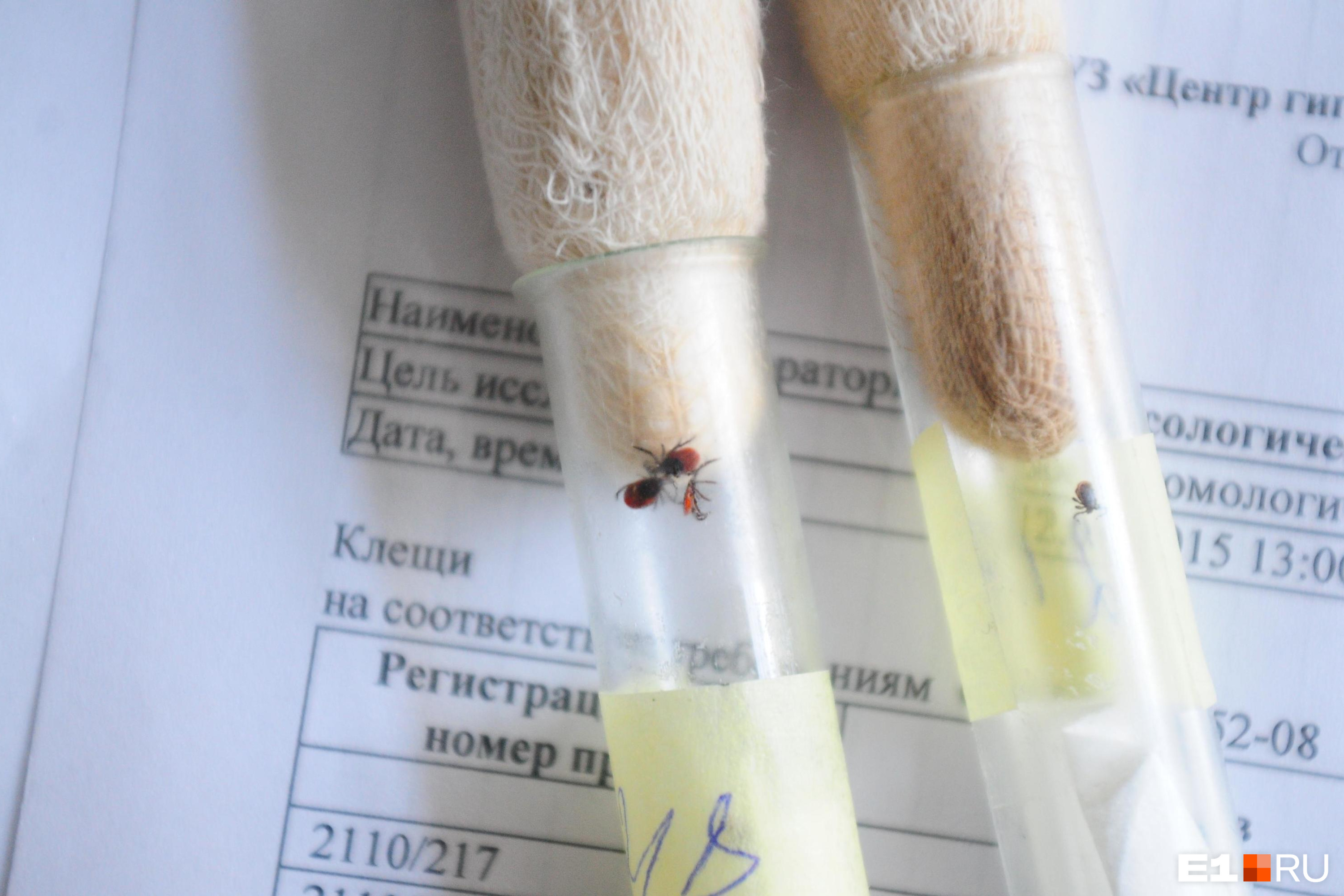 Результат исследования на боррелиоз. Смд анализ клеща. Смд анализ клеща. Смд анализ клеща. Пцр на клещевой боррелиоз.