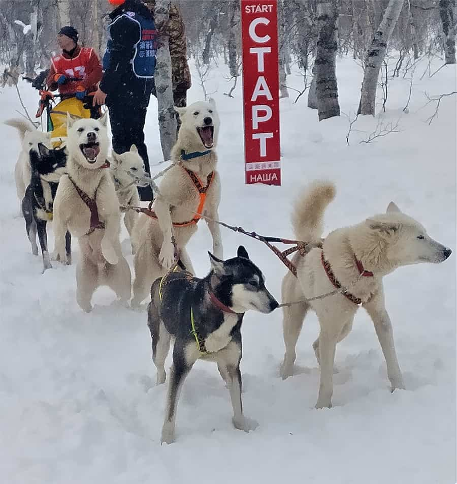 Камчатка тур на собачьих упряжках