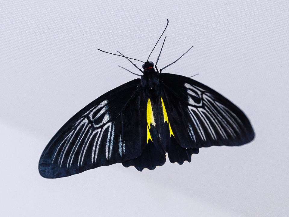 Спим спокойно с открытым окном: эксперты оценили риск появления ядовитых насекомых в Подмосковье