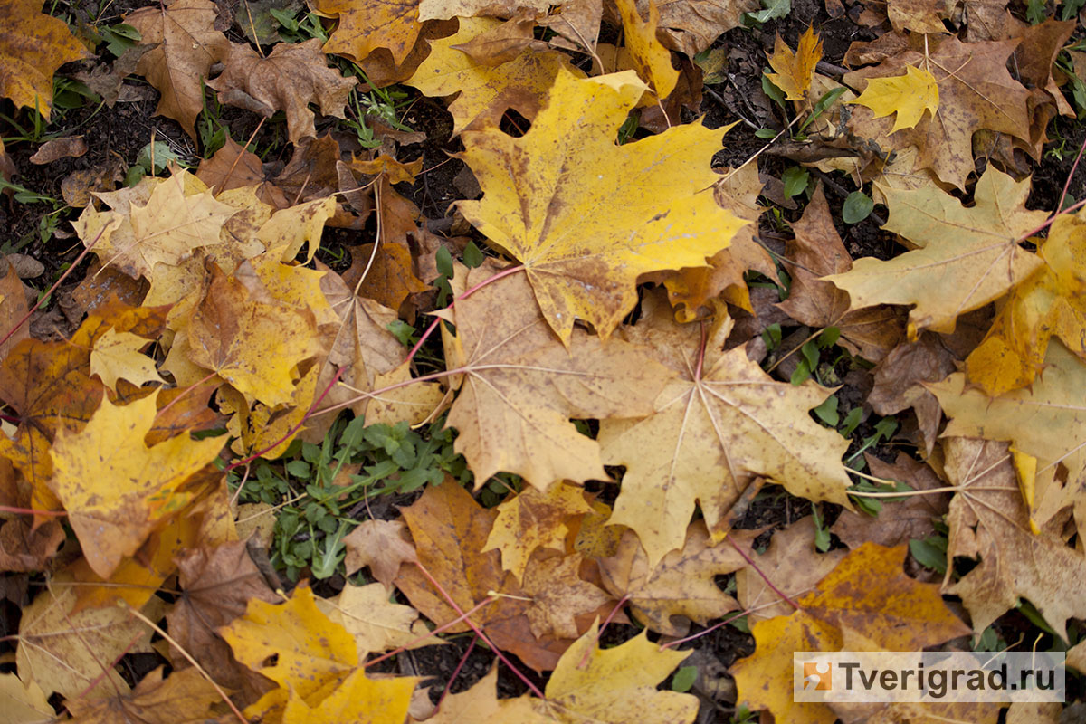 осень в коттеджном поселке фото. осенний 14. новгород варлаамо-хутынский спасо-преображенский монастырь. сентябрь 2021 осень. парк махачкалы осенью.