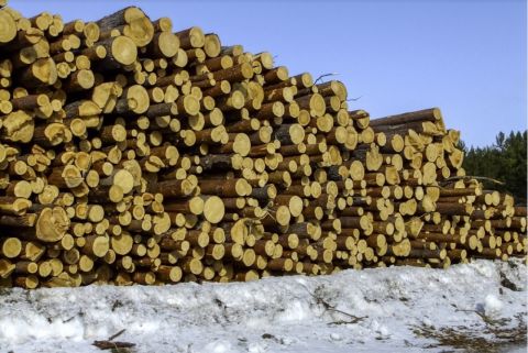 Чёрные лесорубы могут быть причастны к нелегальной свалке в Дальнегорске