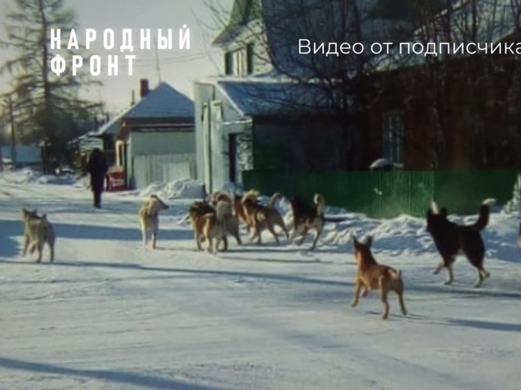 Собачьи стаи держат в страхе жителей томского села