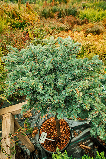 Туи 120-140. Питомники лист. Туя канадская тимирязевский питомник. Питомники лист. Питомник вашутино отзывы.