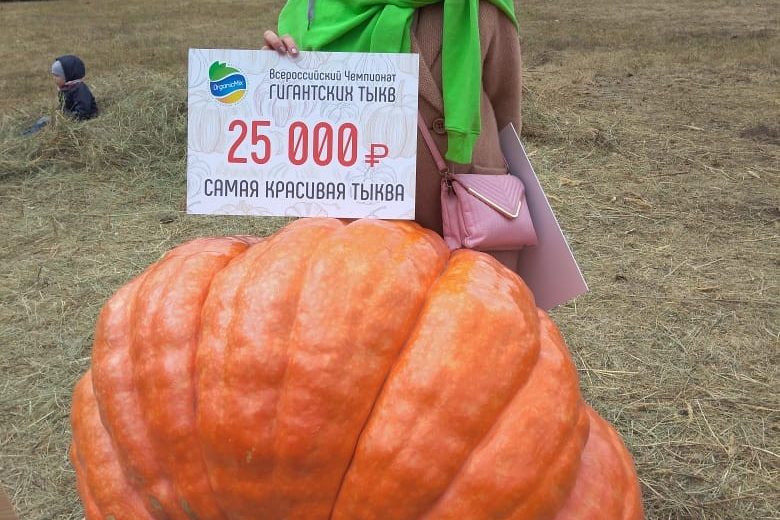 тыква растет. тыква гете оксомин. наш сосед вырастил огромную тыкву. тыква атлантик гигант. тыква голиаф 1г.