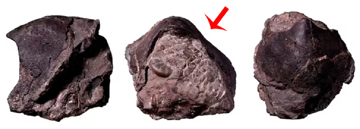 Nanaimoteuthis haggarti в трех проекциях; на центральном снимке видна посмертная деформация образца (отмечено стрелочкой)