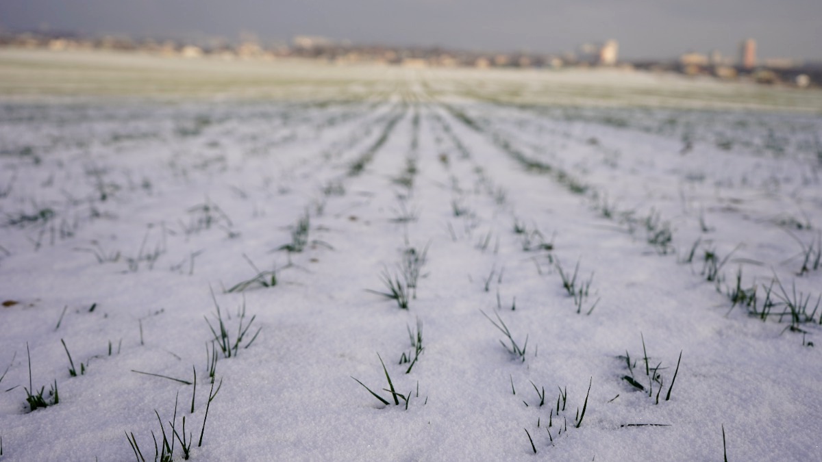 Состояние озимых культур. Посадка озимых культур. Озимые культуры. Озимая пшеница зимой. Озимые культуры.