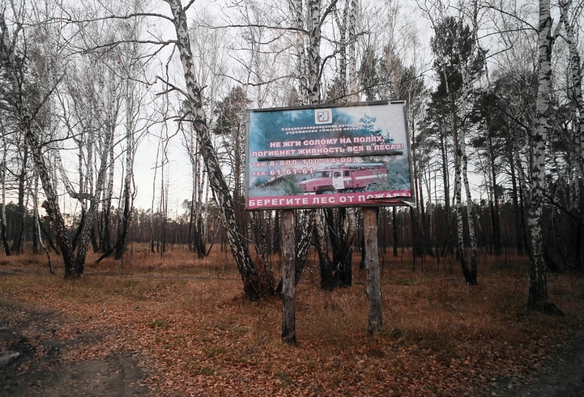 Запрет на посещение лесов снят - в Омской области отменили особый противопожарный режим