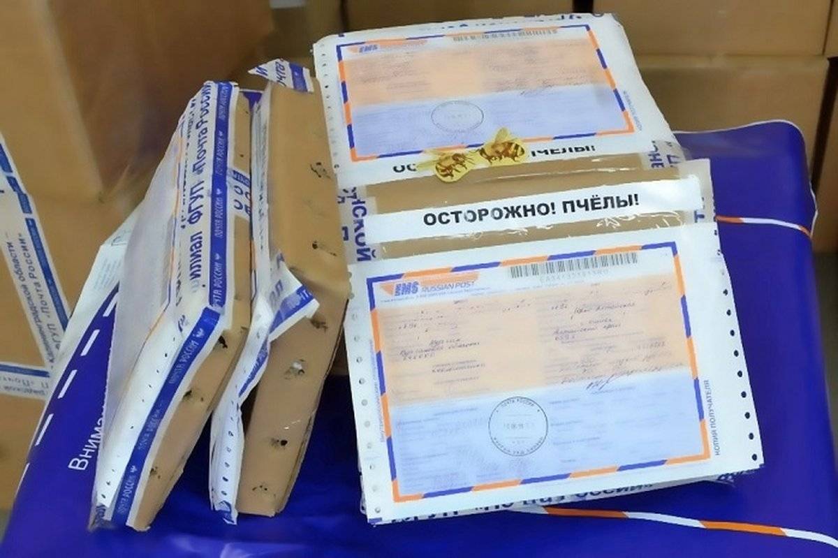 Как выглядит посылка почта россии To Novgorod Region by mail send bees, saplings and a garden swing Society Seldon