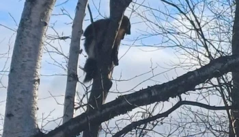 Охотоведы сняли дикую росомаху с дерева в Раздольном на Камчатке