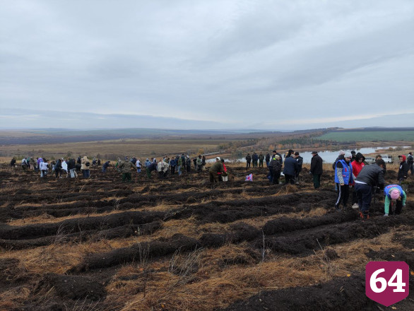 Осенью в Саратовской области высадят 3 миллиона сеянцев 