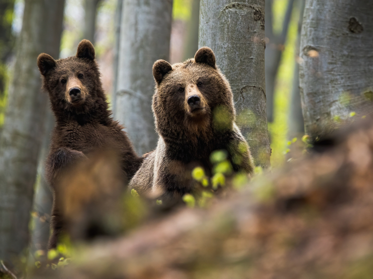 Двух медведей заметили рядом с селом на Сахалине