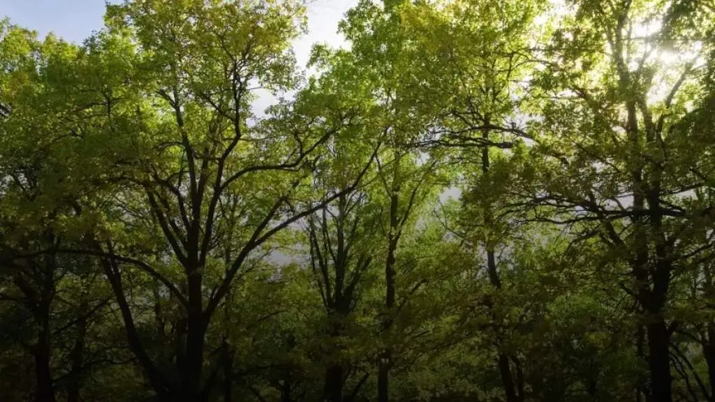 Биологи обнаружили у деревьев сверхспособност