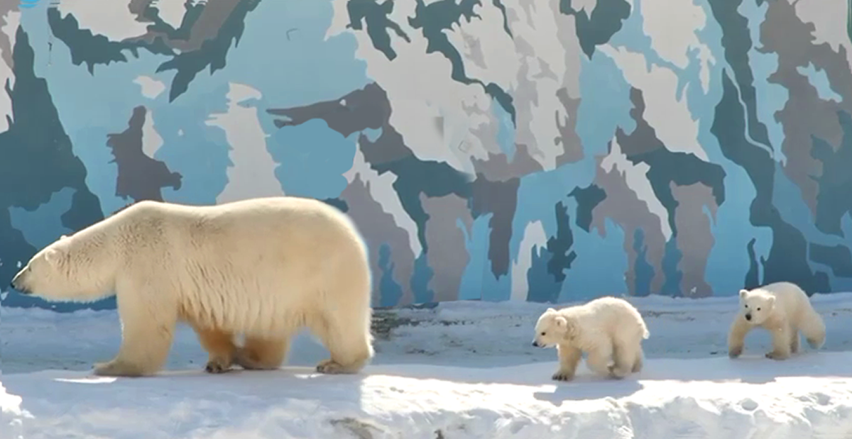Завершилось всероссийское онлайн-голосование за имена для белых медвежат из якутского зоопарка: их назвали Вилюй и Яна