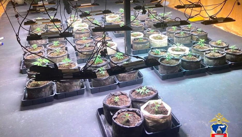 Противодействие обороту наркотических веществ. 