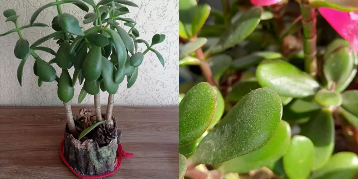 как выглядят семена денежного дерева. толстянка отросток. толстянка денежное дерево размножение. денежные деревья толстянка ростки.